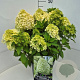 Hydrangea pan. Little Spooky 40-50 cm 10L