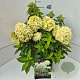 Hydrangea pan. Little Spooky 40-50 cm 10L