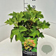 Hydrangea querc. 'Munchkin' 40 cm 10L