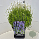 Lavandula ang. 'Munstead' 40 cm 10L bol