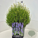Lavandula ang. 'Munstead' 40 cm 10L bol