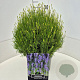 Lavandula ang. 'Munstead' 40 cm 10L bol