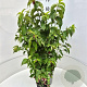 Leycesteria formosa 'Purple Rain' 60-80 cm 10L