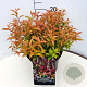 Leucothoe 'Zeblid' 30-35 cm 10L