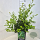 Ligustrum lucidum 50-60 cm 6,5L