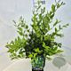 Ligustrum lucidum 50-60 cm 6,5L