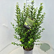 Ligustrum ovalifolium 60-80 cm 10L