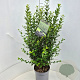 Ligustrum ovalifolium 60-80 cm 10L