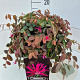 Loropetalum c. 'Daybreak's Flame 30-40 cm 10L