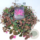 Loropetalum c. 'Daybreak's Flame 30-40 cm 10L