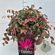 Loropetalum c. 'Daybreak's Flame 30-40 cm 10L