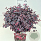 Loropetalum c. Rouge de la Majorie 30-40 cm 10L