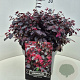 Loropetalum c. Rouge de la Majorie 30-40 cm 10L