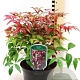 Nandina d. Blush Pink 30-35 cm 10L
