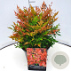 Nandina d. 'Gulf Stream' 30-35 cm 10L