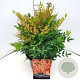 Nandina d. 'Gulf Stream' 30-35 cm 10L