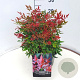 Nandina d. Obsessed 30-35 cm 10L
