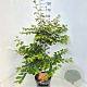 Parrotia persica 100-120 cm 10L met stok