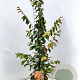 Parrotia persica 100-120 cm 10L met stok