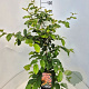Parrotia persica 'Vanessa' 100-120 cm 10L met stok