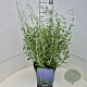 Perovskia 'Blue Haze' 50-60 cm 20L