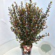 Physocarpus opulif. Little Devil 60-80 cm 10L