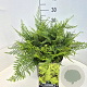 Polystichum set. 'Herrenhausen' 40 cm 10L