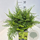 Polystichum set. 'Herrenhausen' 40 cm 10L