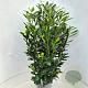 Prunus l. Elly 120-140 cm 10L