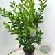Prunus l. 'Novita' 100-120 cm 10L