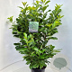 Prunus I. 'Rotundifolia' 140-150 cm 15L