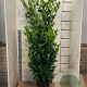 Prunus I. 'Rotundifolia' 150-175 cm 15L
