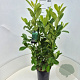 Prunus I. 'Rotundifolia' 60-70 cm 6,5L