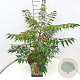 Rhus glabra 'Laciniata' 80-100 cm 10L