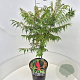 Rhus typhina 'Dissecta' 80-100 cm 10L