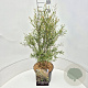 Salix purpurea 'Nana' 60 cm 10L