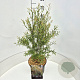 Salix purpurea 'Nana' 60 cm 10L