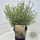 Salix purpurea 'Nana' 60 cm 10L