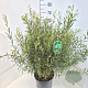 Salix purpurea 'Nana' 60 cm 10L