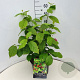 Sinocalycanthus raul. 'Hartage Wine' 60-80 cm 10L