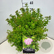 Spiraea jap. 'Little Princess' 40-50 cm 10L