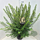 Spiraea nipp. 'Snowmound' 60-80 cm 10L