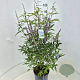 Vitex agnus-castus latifolia 80-100 cm 10L