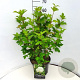 Viburnum plic. 'Mariesii' 60-80 cm 10L