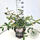 Viburnum 'Pragense' 40-50 cm 10L