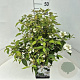 Viburnum plic. 'Watanabe' 40-50 cm 10L