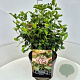 Viburnum tin. Lisarose 30-40 cm 10L