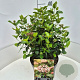 Viburnum tin. Lisarose 30-40 cm 10L
