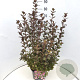 Weigela florida 'Nana Purpurea' 60-80 cm 10L