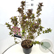 Weigela florida 'Nana Purpurea' 60-80 cm 10L